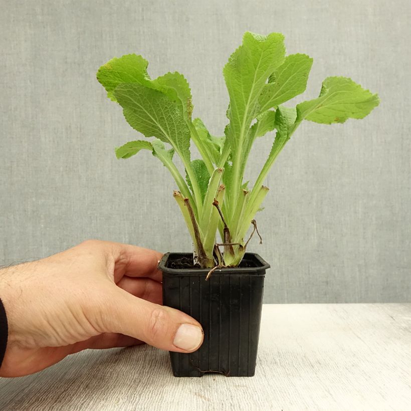 Exemplar von Digitalis laevigata Alba - Kahler Fingerhut Kleine Töpfe von 8/9 cm wie im Herbst geliefert