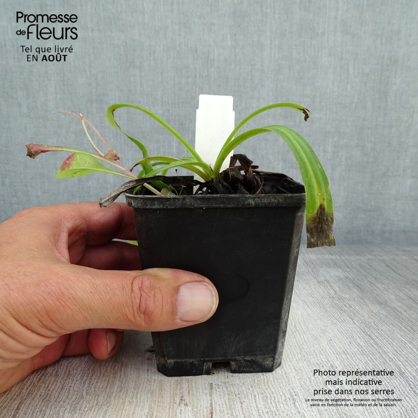 Exemplar von Digitalis lanata Café Crème - Wolliger Fingerhut Kleine Töpfe von 8/9 cm wie im Sommer geliefert