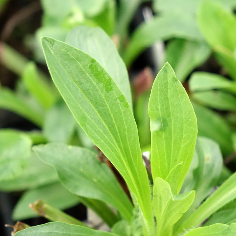 Digitalis lanata Café Crème - Wolliger Fingerhut (Laub)
