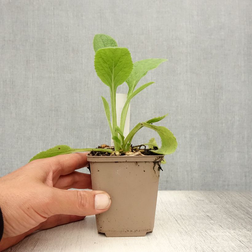 Exemplar von Roter Fingerhut - Digitalis purpurea Kleine Töpfe von 8/9 cm wie im Sommer geliefert