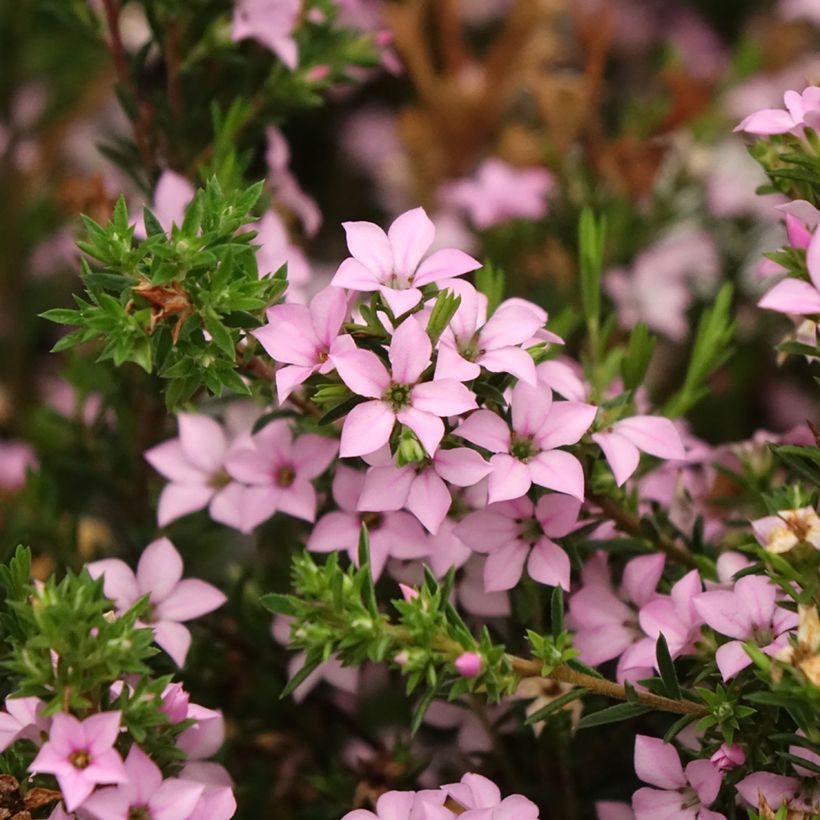 Diosma hirsuta Pink Diamond - Götterduft (Blüte)