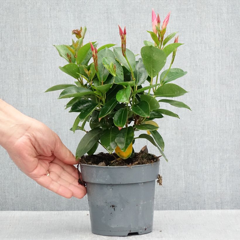 Exemplar von Dipladenia Bella Pink Star - Mandevilla Topf 12 cm / 13 cm wie im Frühjahr geliefert