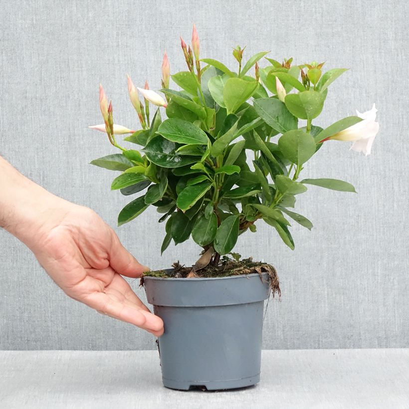 Exemplar von Dipladenia BELLA White - Mandevilla Topf 12 cm / 13 cm wie im Frühjahr geliefert