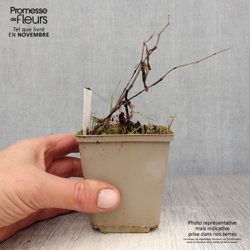 Exemplar von Disporum cantoniense Green Giant - Feenglöckchen Topf 10 cm/11cm wie im Herbst geliefert