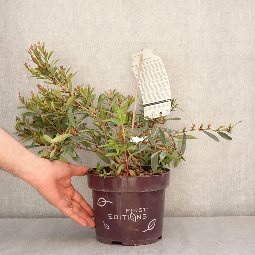 Exemplar von Traubiger Zweiggriffel Cinnamon Girl - Distylium Topf mit 3L/4LGelieferte Höhe ca. 30/40cm wie im Frühjahr geliefert