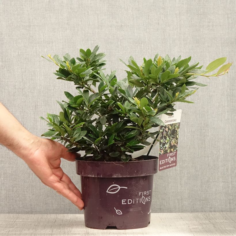 Exemplar von Traubiger Zweiggriffel Coppertone - Distylium Topf mit 2L/3L wie im Sommer geliefert