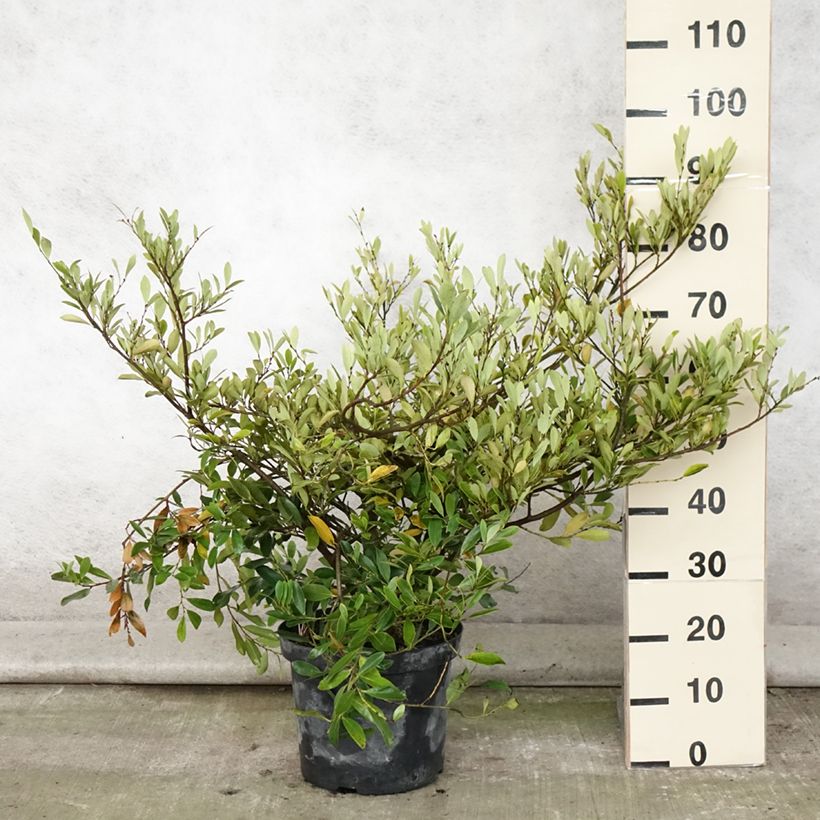 Exemplar von Traubiger Zweiggriffel Blue Cascade - Distylium Topf mit 7,5L/10L wie im Sommer geliefert