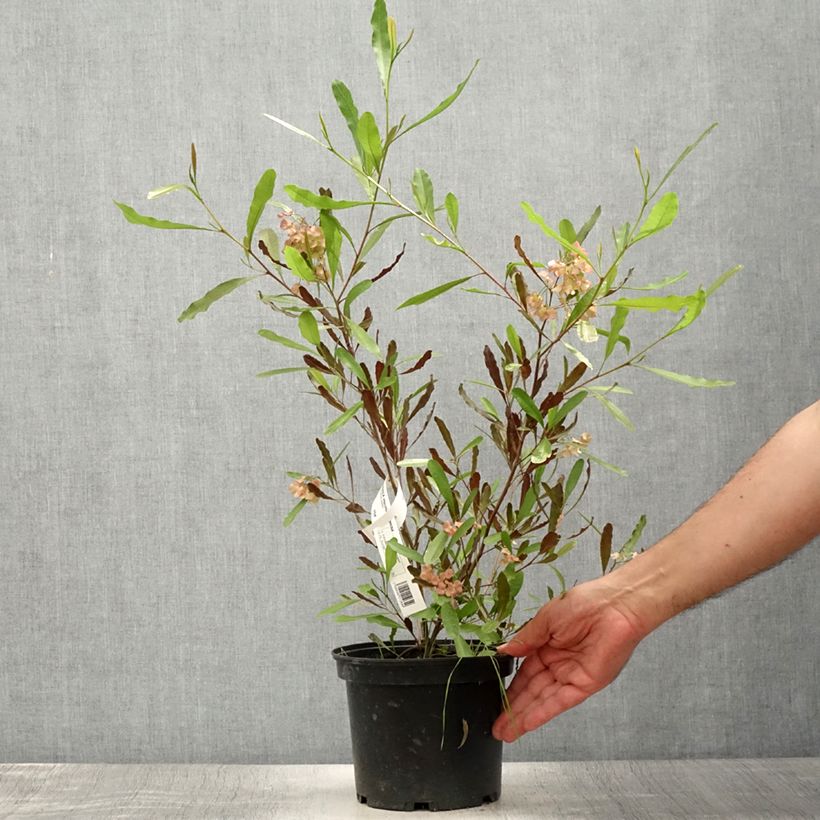 Exemplar von Dodonaea viscosa Purpurea - Australischer Hopfen Topf mit 3L/4L wie im Sommer geliefert