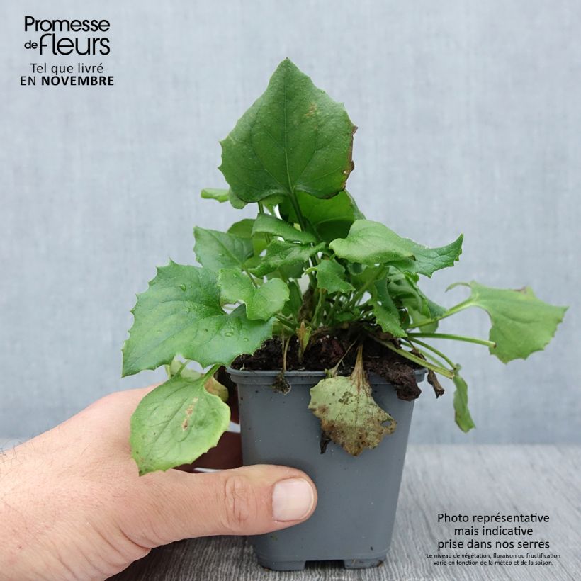 Exemplar von Doronicum orientale Finesse - Östliche Gämswurz Kleine Töpfe von 8/9 cm wie im Herbst geliefert