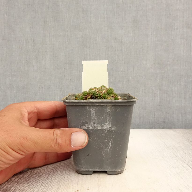 Exemplar von Draba aizoides - Felsenblümchen Kleine Töpfe von 7/8 cm wie im Sommer geliefert