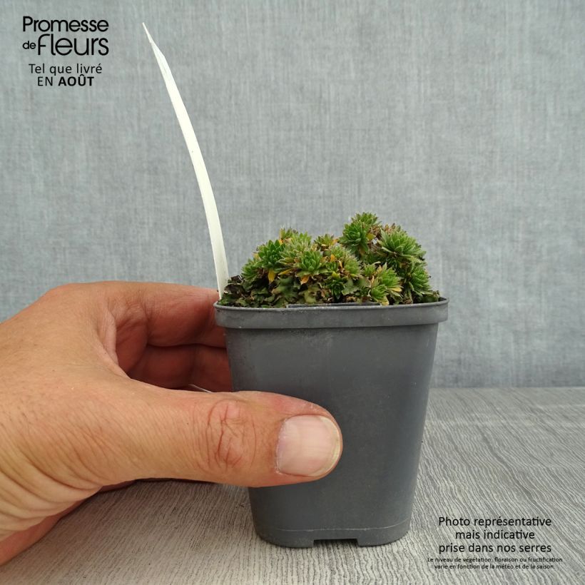Exemplar von Draba sakurai - Felsenblümchen Kleine Töpfe von 8/9 cm wie im Sommer geliefert