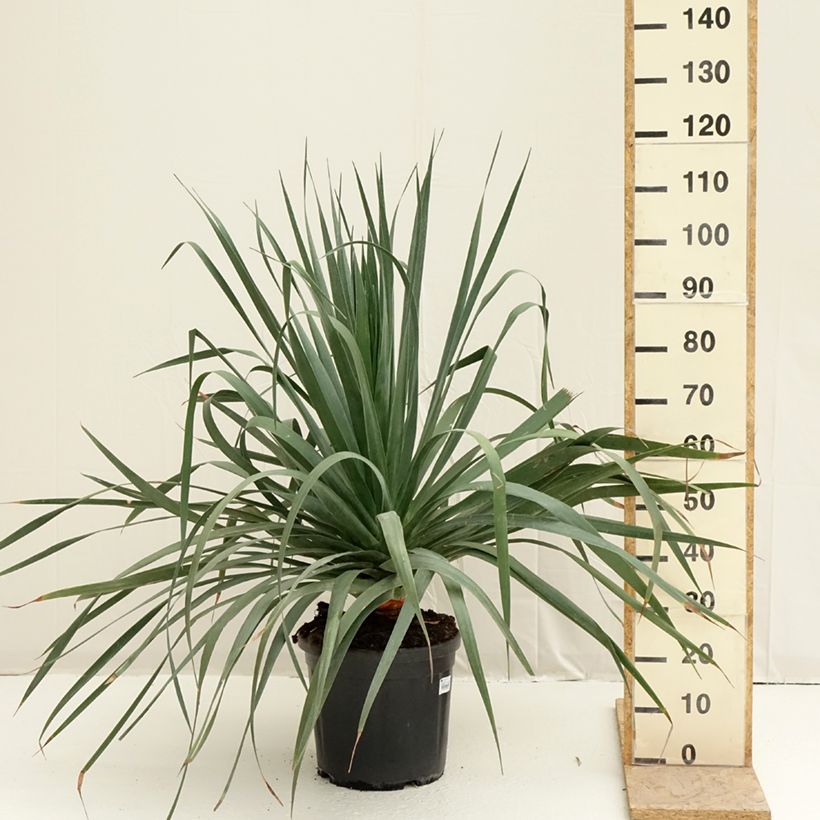 Exemplar von Dracaena draco - Echter Drachenbaum Topf mit 18L/20L wie im Frühjahr geliefert