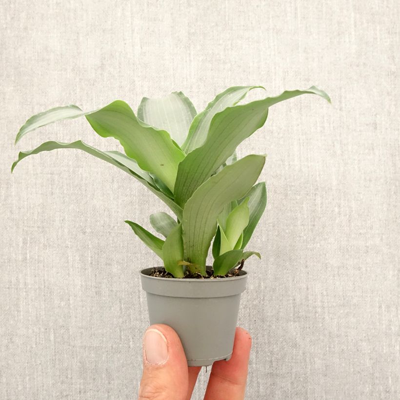 Exemplar von Dracaena Hawaii - Drachenbaum Mini-plante wie im Frühjahr geliefert