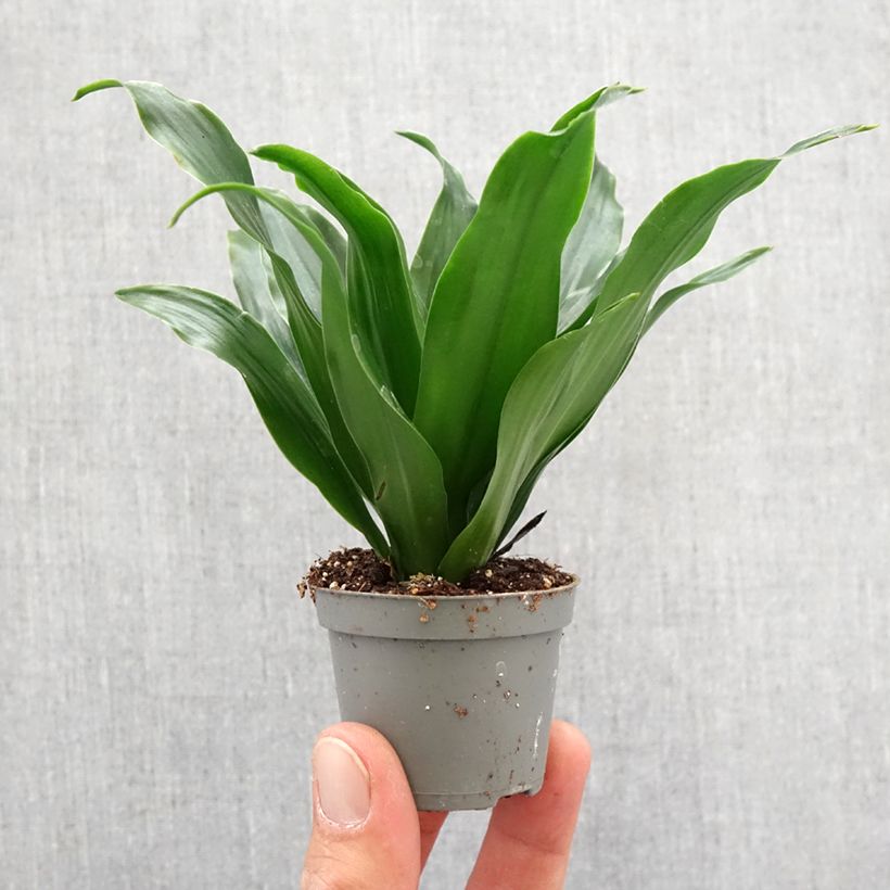 Exemplar von Dracaena Janet Craig - Drachenbaum Mini-plante wie im Frühjahr geliefert