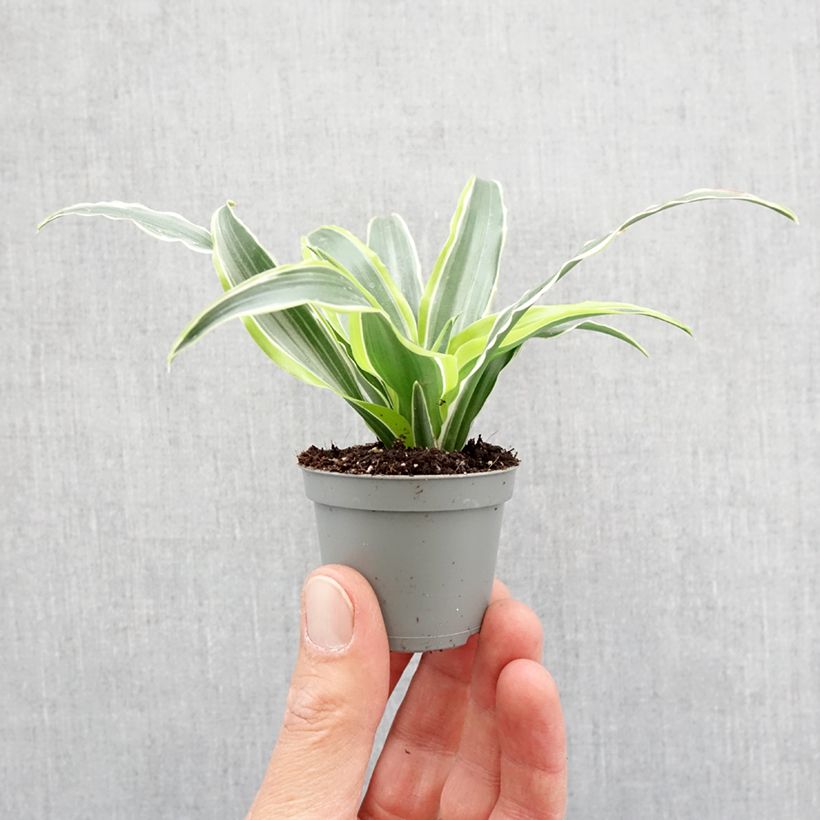 Exemplar von Dracaena Lemon Surprise - Drachenbaum Mini-plante wie im Frühjahr geliefert