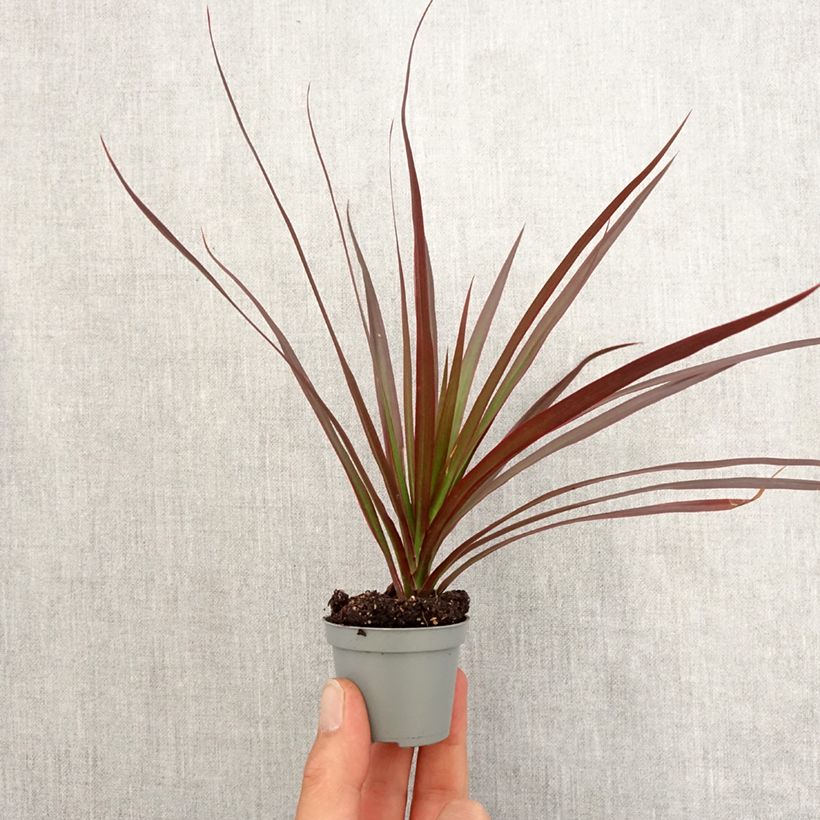 Exemplar von Dracaena Magenta - Drachenbaum Mini-plante wie im Frühjahr geliefert