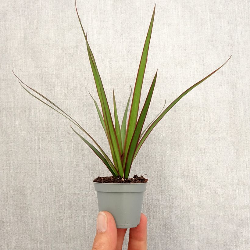 Exemplar von Dracaena marginata - Drachenbaum Mini-plante wie im Frühjahr geliefert