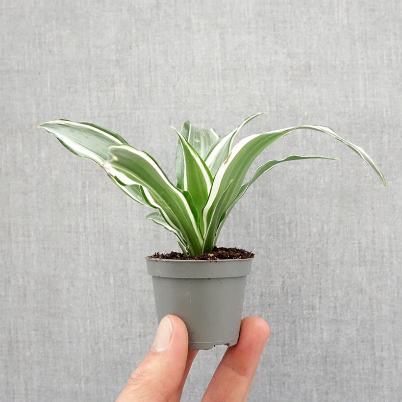 Exemplar von Dracaena White Jewel - Drachenbaum Mini-plante wie im Frühjahr geliefert