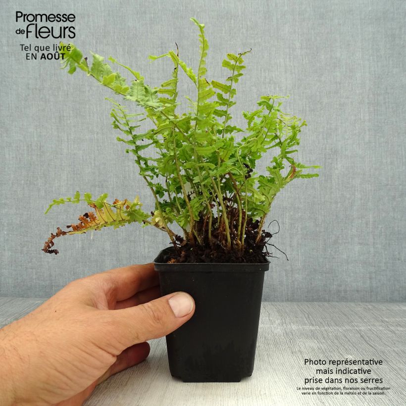 Exemplar von Dryopteris affinis Cristata - Wurmfarn Kleine Töpfe von 8/9 cm wie im Sommer geliefert