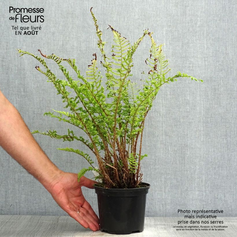 Exemplar von Dryopteris affinis Cristata - Wurmfarn Topf mit 2L/3L wie im Sommer geliefert
