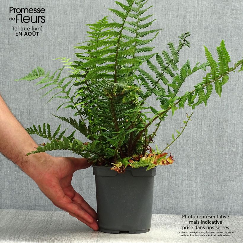 Exemplar von Dryopteris affinis - Wurmfarn Topf mit 2L/3L wie im Sommer geliefert