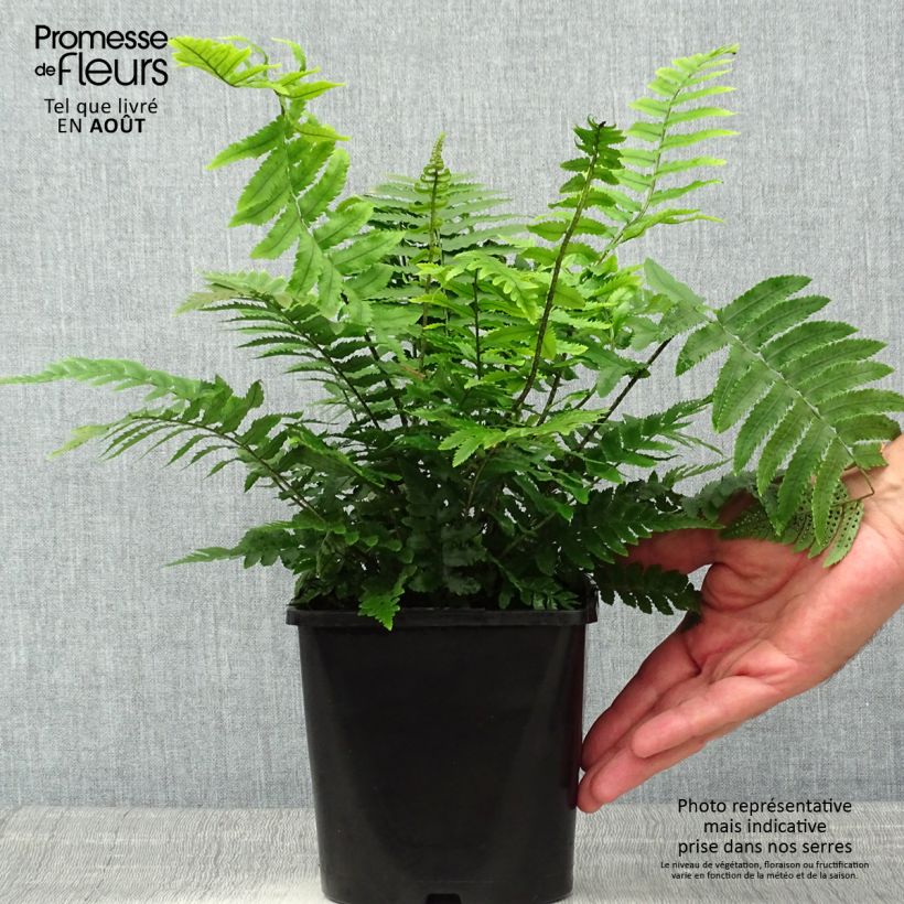 Exemplar von Dryopteris cycadina - Wurmfarn Topf mit 2L/3L wie im Sommer geliefert