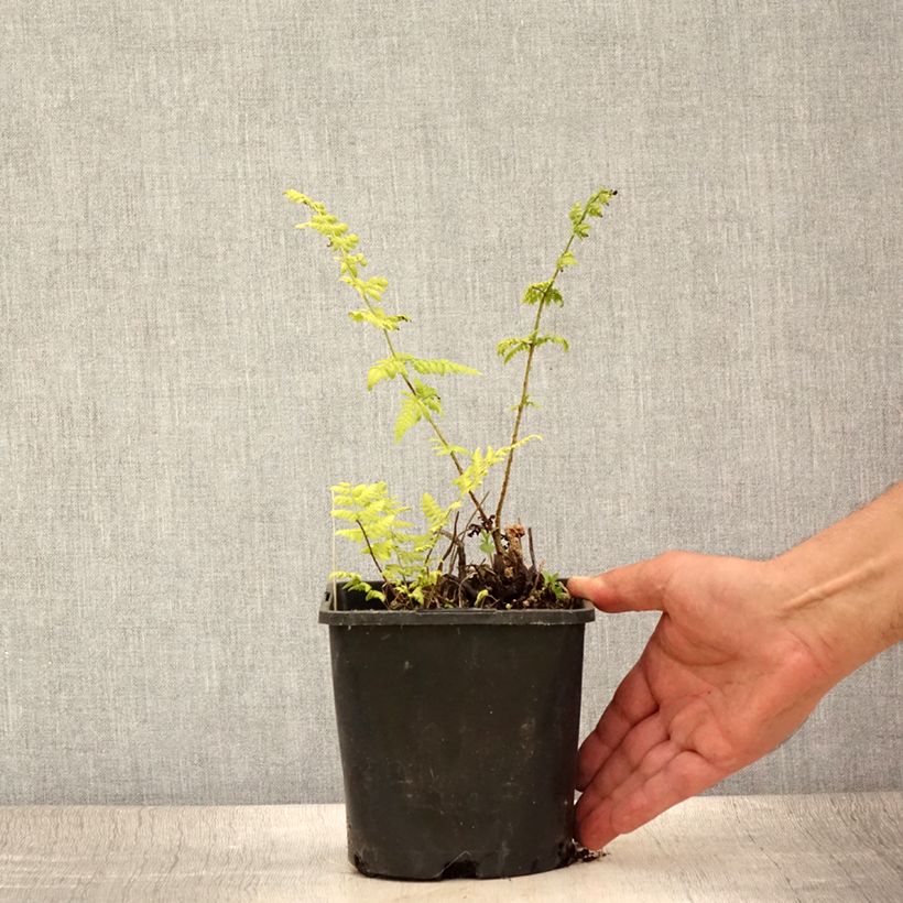 Exemplar von Dryopteris carthusiana - Wurmfarn Topf mit 2L/3L wie im Sommer geliefert