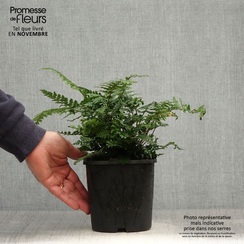 Exemplar von Dryopteris championii - Wurmfarn Topf mit 2L/3L wie im Herbst geliefert