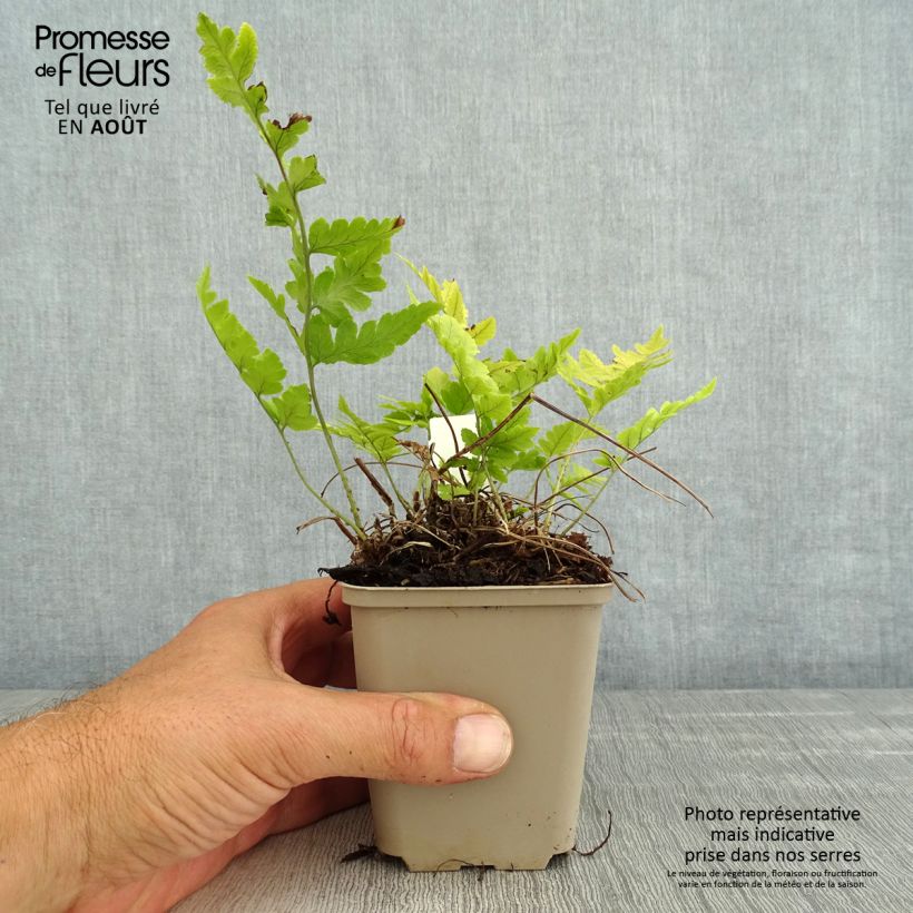 Exemplar von Dryopteris clintoniana - Wurmfarn Kleine Töpfe von 8/9 cm wie im Sommer geliefert