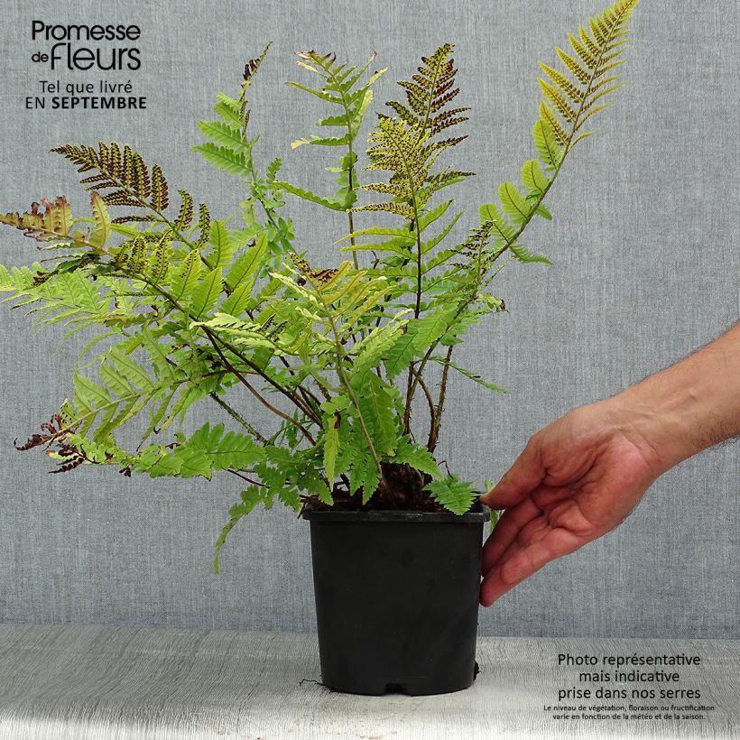 Exemplar von Dryopteris coreano-montana - Wurmfarn Topf mit 2L/3L wie im Sommer geliefert
