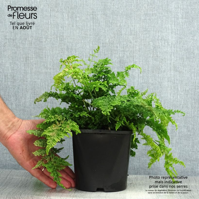 Exemplar von Dryopteris dilatata Crispa Whiteside - Wurmfarn Topf mit 2L/3L wie im Sommer geliefert