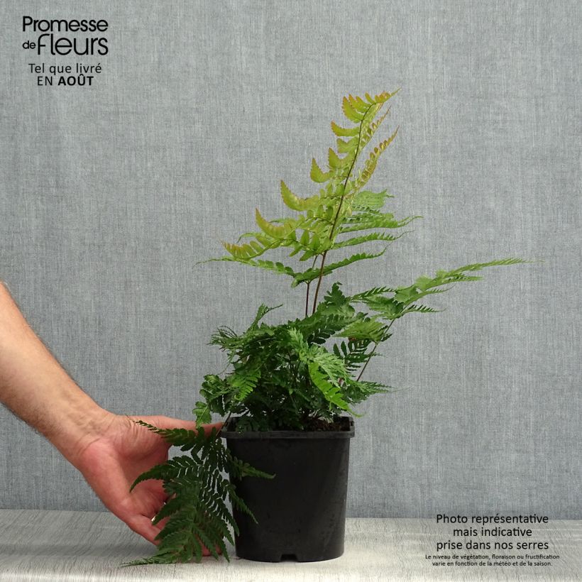 Exemplar von Dryopteris erythrosora Prolifica - Wurmfarn Topf mit 2L/3L wie im Sommer geliefert