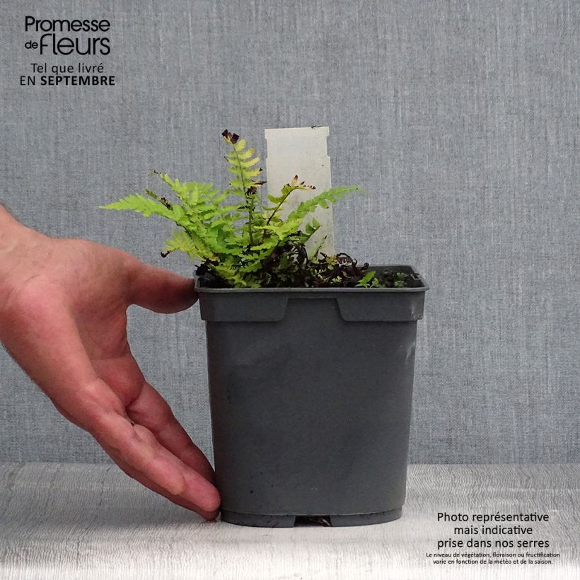 Exemplar von Dryopteris filix-mas - Wurmfarn Topf mit 2L/3L wie im Sommer geliefert