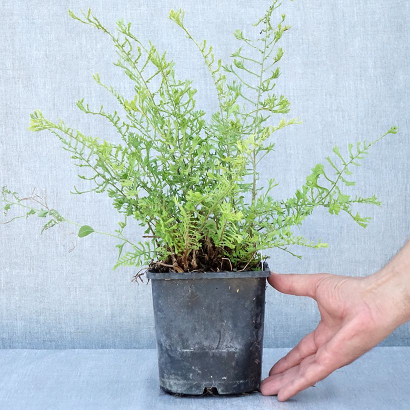 Exemplar von Dryopteris filix-mas Linearis Polydactyla - Wurmfarn Topf mit 2L/3L wie im Sommer geliefert