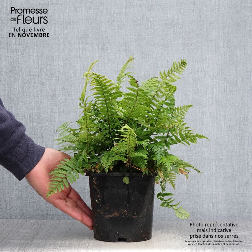 Exemplar von Dryopteris kuratae - Wurmfarn Topf mit 2L/3L wie im Herbst geliefert