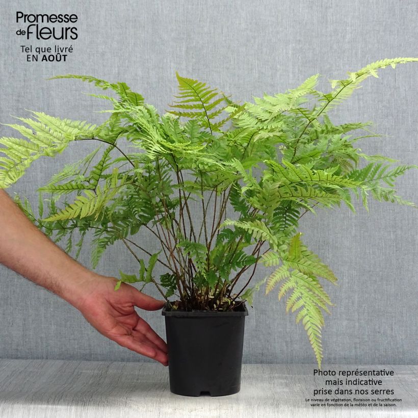 Exemplar von Dryopteris lepidopoda - Wurmfarn Topf mit 2L/3L wie im Sommer geliefert