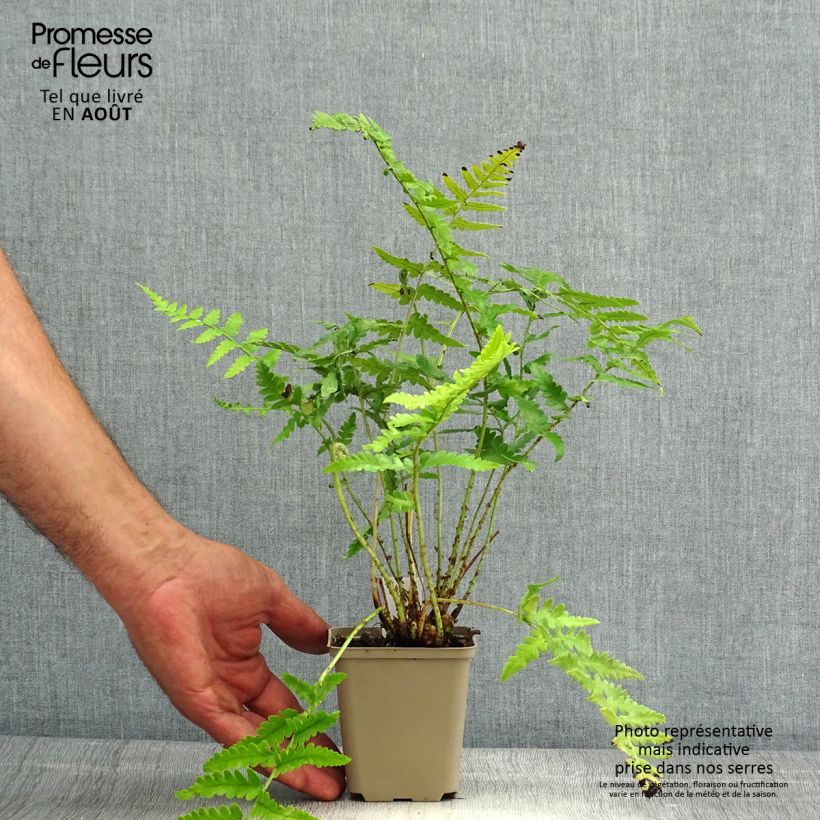 Exemplar von Dryopteris ludoviciana - Wurmfarn Kleine Töpfe von 8/9 cm wie im Sommer geliefert