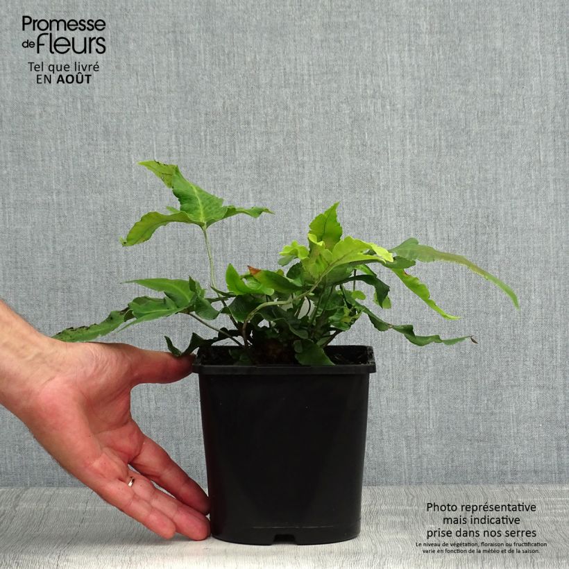 Exemplar von Dryopteris sieboldii - Wurmfarn Topf mit 2L/3L wie im Sommer geliefert