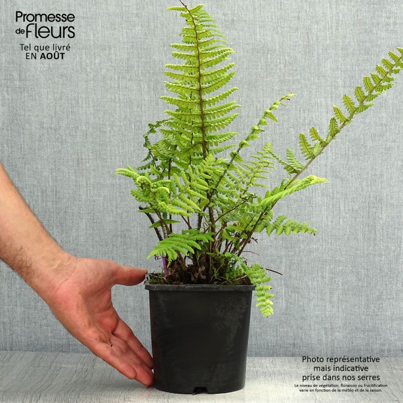 Exemplar von Dryopteris wallichiana - Wurmfarn Topf mit 2L/3L wie im Sommer geliefert
