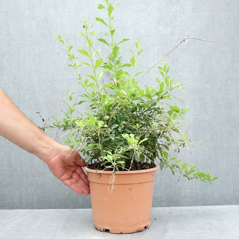 Exemplar von Duranta repens - Himmelsblüte Topf mit 4L/5L wie im Sommer geliefert