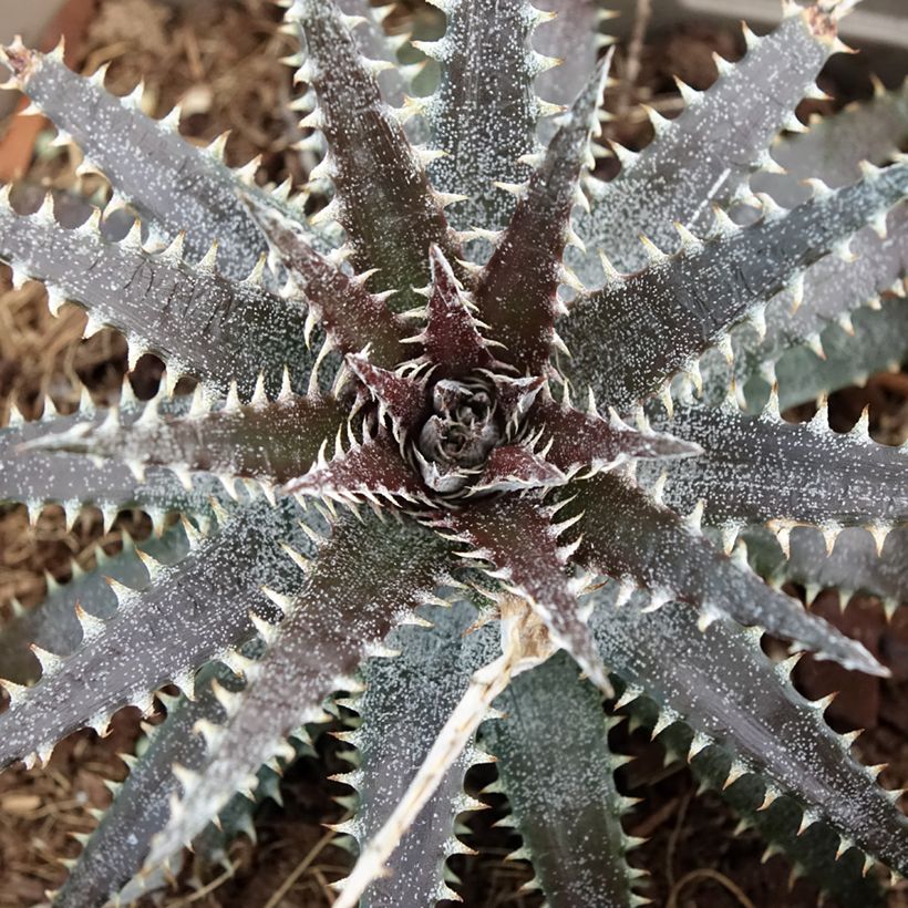 Dyckia Brittle Star (Laub)