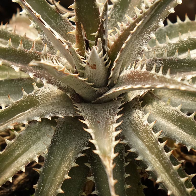 Dyckia Grand Marnier (Laub)