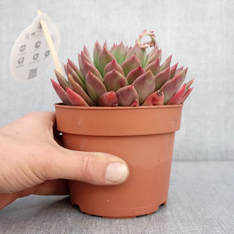 Exemplar von Echeveria agavoides - Echeverie Topf mit 1L/1,5L wie im Winter geliefert