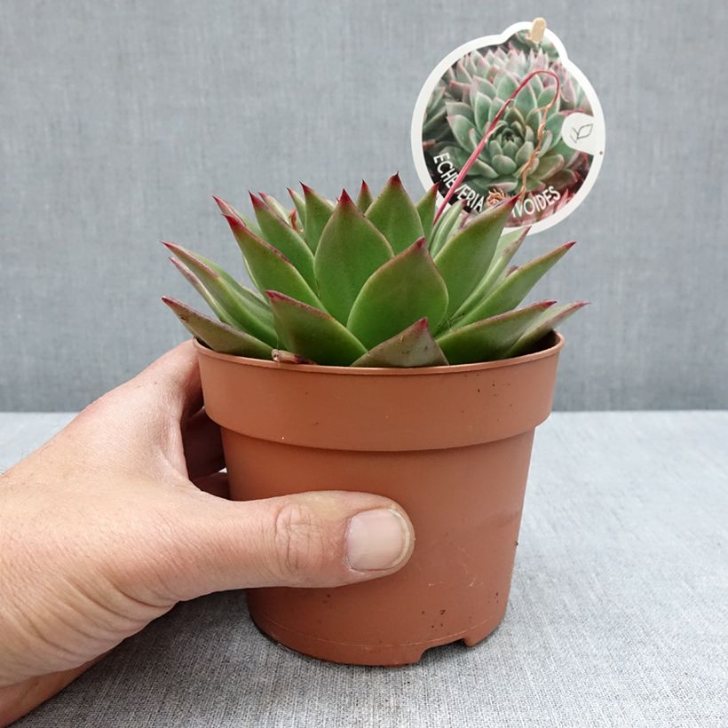Exemplar von Echeveria agavoides - Echeverie Topf mit 1L/1,5LGelieferte Höhe ca. 10cm wie im Frühjahr geliefert