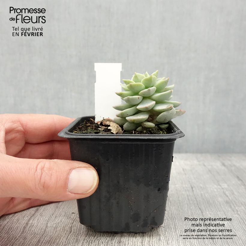 Exemplar von Echeveria derenbergii - Echeverie Kleine Töpfe von 8/9 cm wie im Winter geliefert