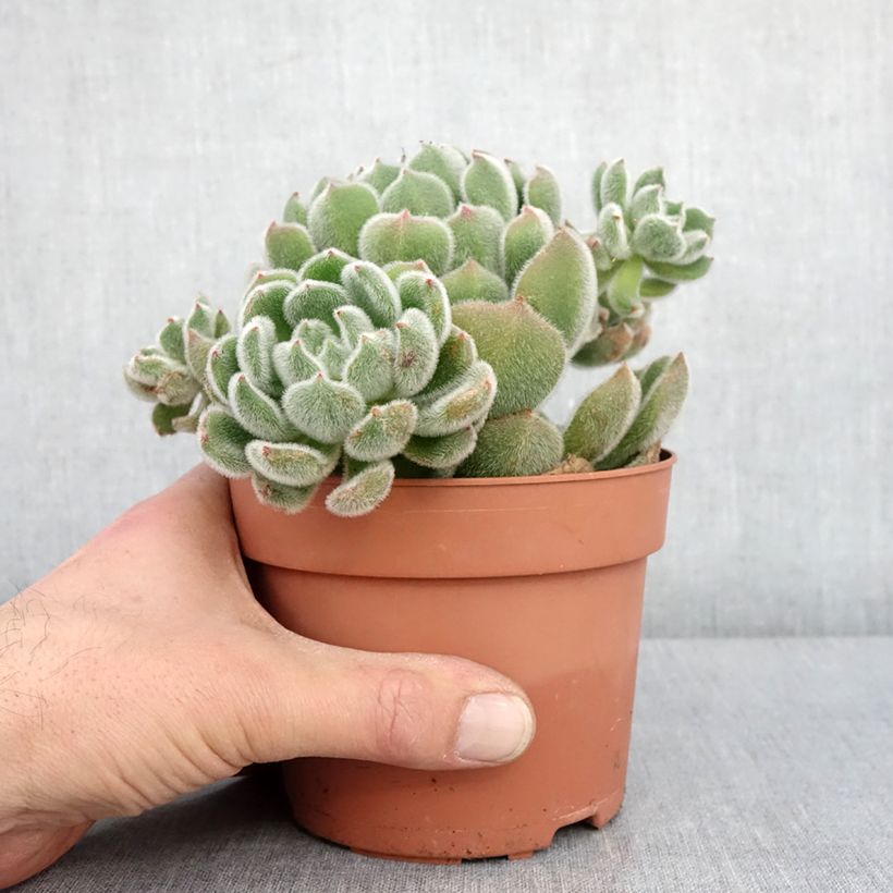 Exemplar von Echeveria setosa - Echeverie Topf mit 1L/1,5L wie im Winter geliefert