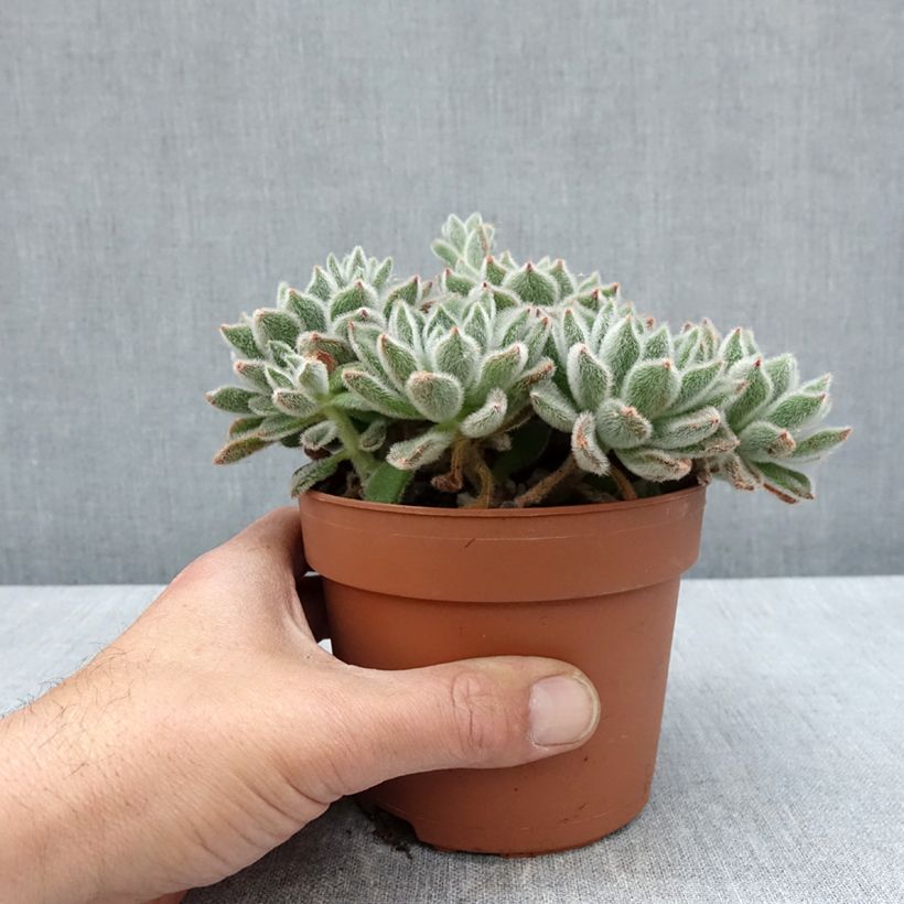 Exemplar von Echeveria setosa - Echeverie Topf mit 1L/1,5LGelieferte Höhe ca. 10cm wie im Frühjahr geliefert