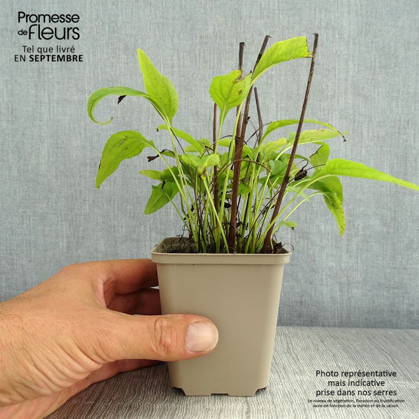 Exemplar von Echinacea purpurea Avalanche - Sonnenhut Kleine Töpfe von 8/9 cm wie im Sommer geliefert