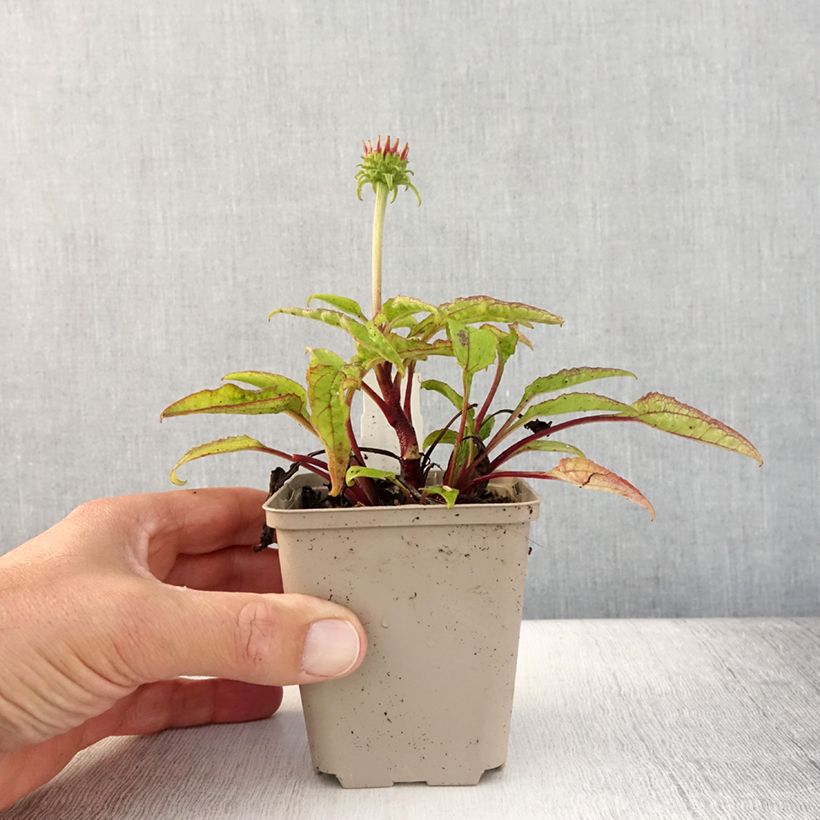 Exemplar von Echinacea purpurea Cheyenne Spirit - Sonnenhut Kleine Töpfe von 8/9 cm wie im Sommer geliefert