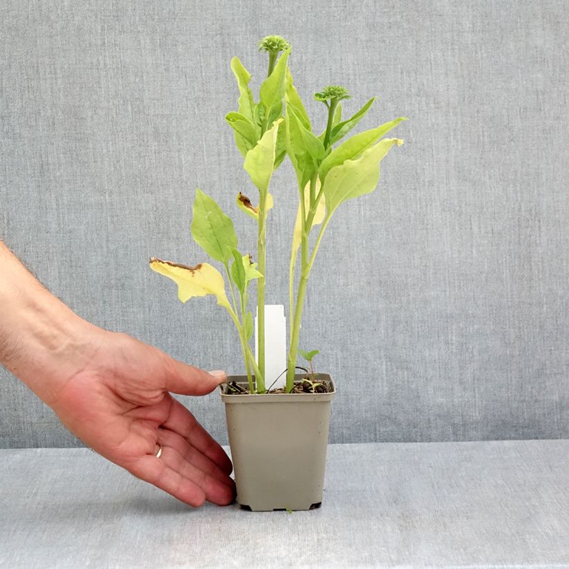 Exemplar von Echinacea purpurea Chiquita - Sonnenhut Kleine Töpfe von 8/9 cm wie im Sommer geliefert